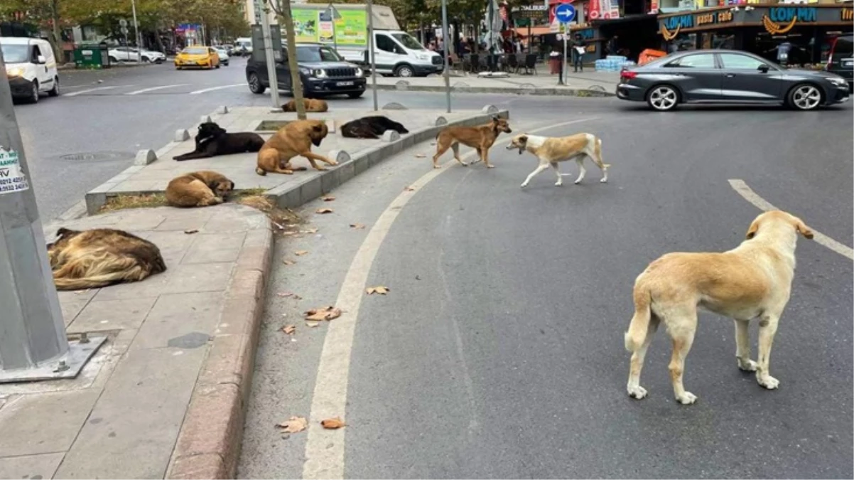 Sokak köpeklerine yönelik düzenlemede "ötanazi" kelimesi çıkarılıyor
